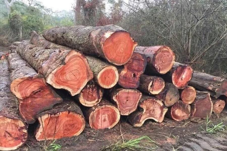 Cách nhận biết gỗ hương đá