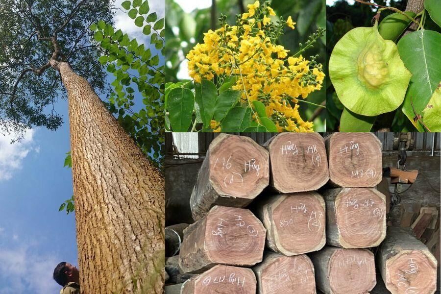 Gỗ hương đá là một trong những loại gỗ có giá trị cao và quý hiếm bậc nhất ngành gỗ