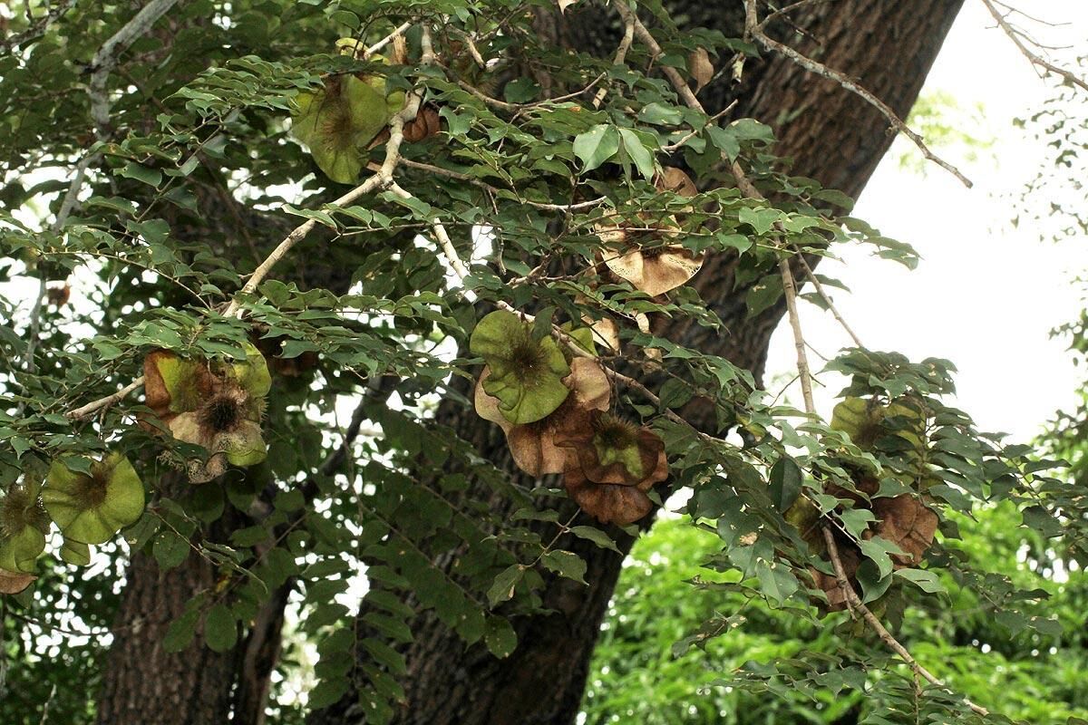 Nguồn gốc của gỗ Hương Đá